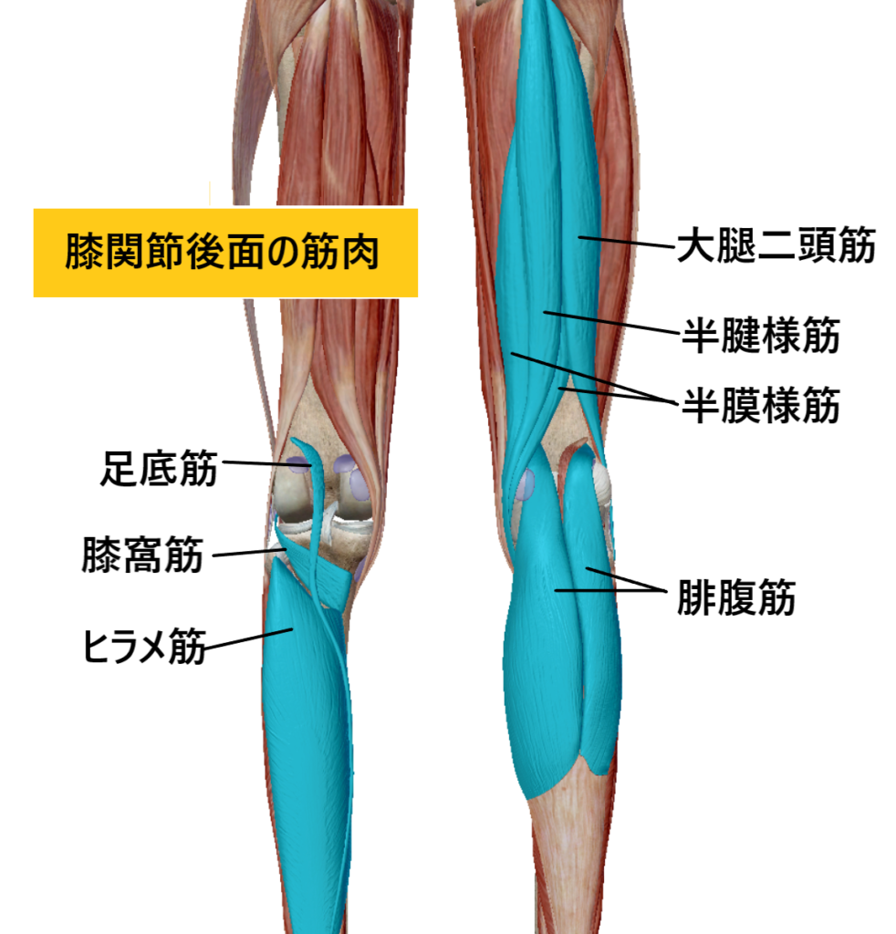 膝の痛みについて – 北京堂鍼灸首里 いじゅ治療院